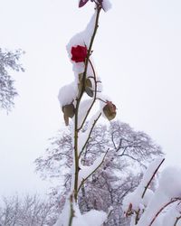 Low angle view of snow covered tree against clear sky