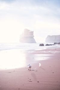 Seagull perching on shore at beach