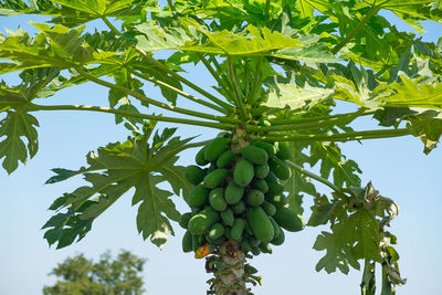 Low angle view of berries growing on tree against sky