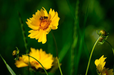 Close-up of butterfly pollinating on yellow flower