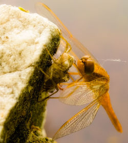 Close-up of insect on flower