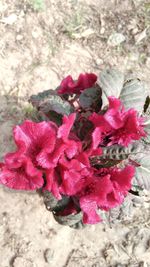 Close-up of flowers