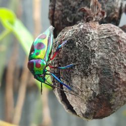 Close-up of butterfly on tree trunk