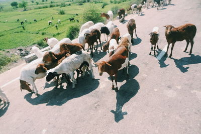 High angle view of cows on field