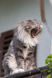 Close-up of horse yawning