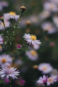 Close-up of purple flowering plant on field