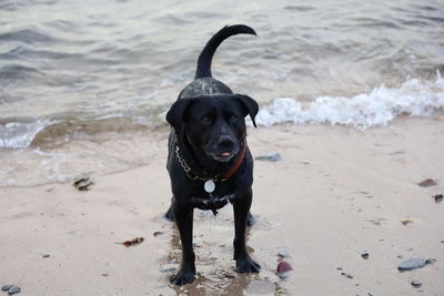 Portrait of black dog on beach