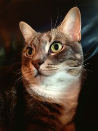 Close-up portrait of a cat