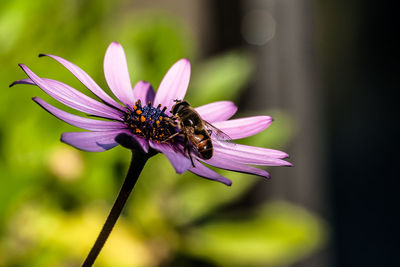 Close-up of bee on flower