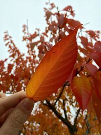 Close-up of dry leaves on ground