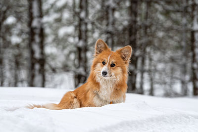 Dog looking away on snow covered land