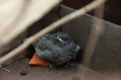 High angle view of bird perching on wood