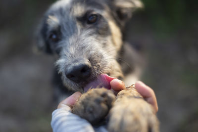 Close-up of hand holding dog
