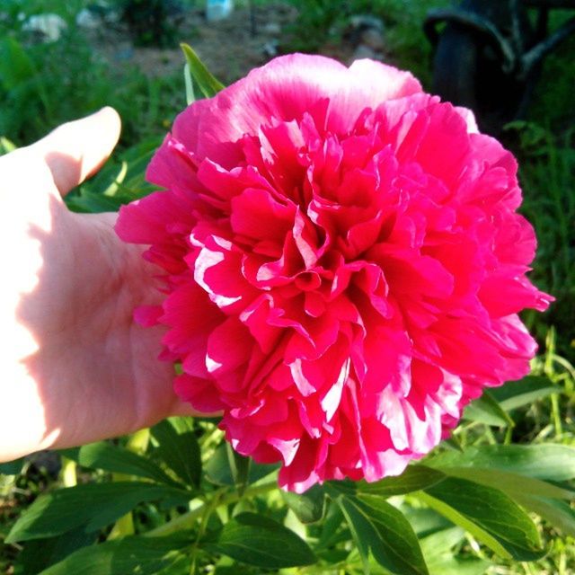 flower, petal, freshness, fragility, flower head, growth, pink color, beauty in nature, close-up, focus on foreground, blooming, single flower, nature, plant, leaf, in bloom, pink, park - man made space, day, blossom