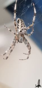 Close-up of spider on web