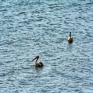 Ducks swimming in lake