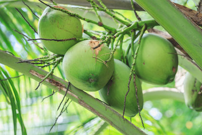Close-up of fruit growing on tree