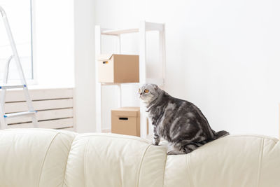 Cat looking away while sitting on bed at home