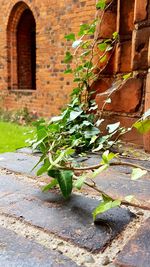 Close-up of ivy growing on retaining wall