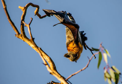 Low angle view of bird on branch against sky