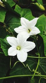 Close-up of white flower blooming outdoors