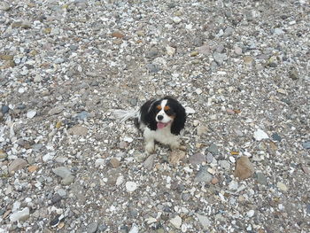 High angle portrait of dog on pebbles