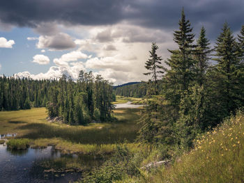 Scenic view of pine trees against sky