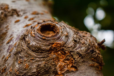 Close-up of tree trunk