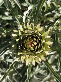 Close-up of plant