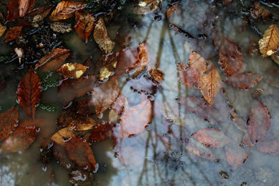 Leaves in pond