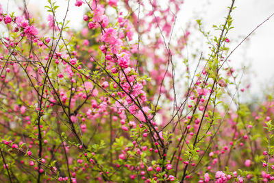 Close-up of pink cherry blossoms in spring