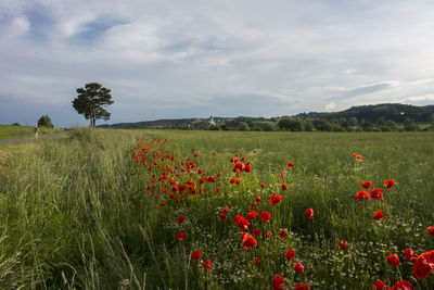 Red poppy flowers on field against sky