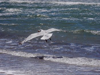 Seagull flying over sea