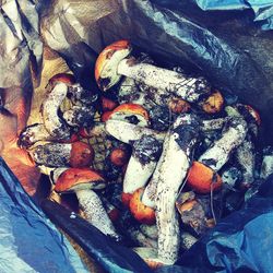 High angle view of leaves