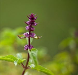 Close-up of flower buds growing outdoors
