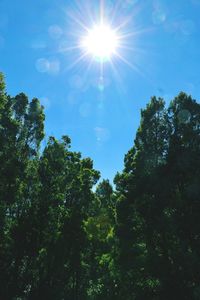 Low angle view of trees in forest against sky