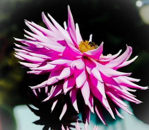 Close-up of bee on purple flower