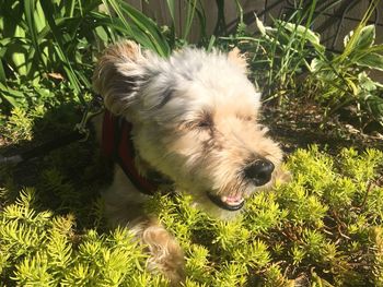 Close-up of dog on grass