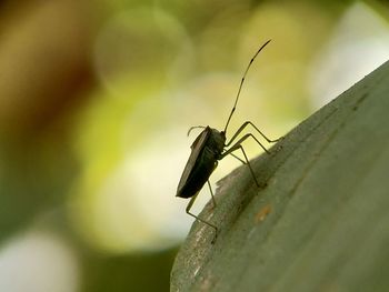 Close-up of insect on leaf from eye  frog level 