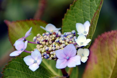 Close-up of purple flowering plant