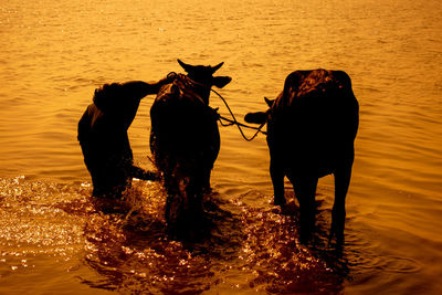 Silhouette of horse on shore during sunset
