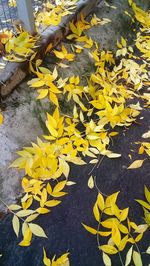 High angle view of yellow maple leaves