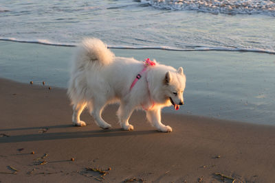 Dog walking on beach