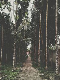 Walkway amidst trees in forest