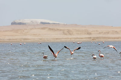 Seagulls flying in the sea