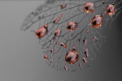 Close-up of wet leaf skeleton against gray background