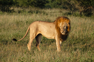 Lioness running on field