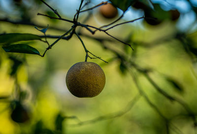 Close-up of fruit growing on tree