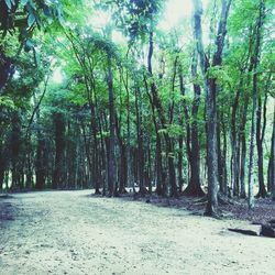 Trees in forest against sky