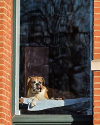 Close-up of dog